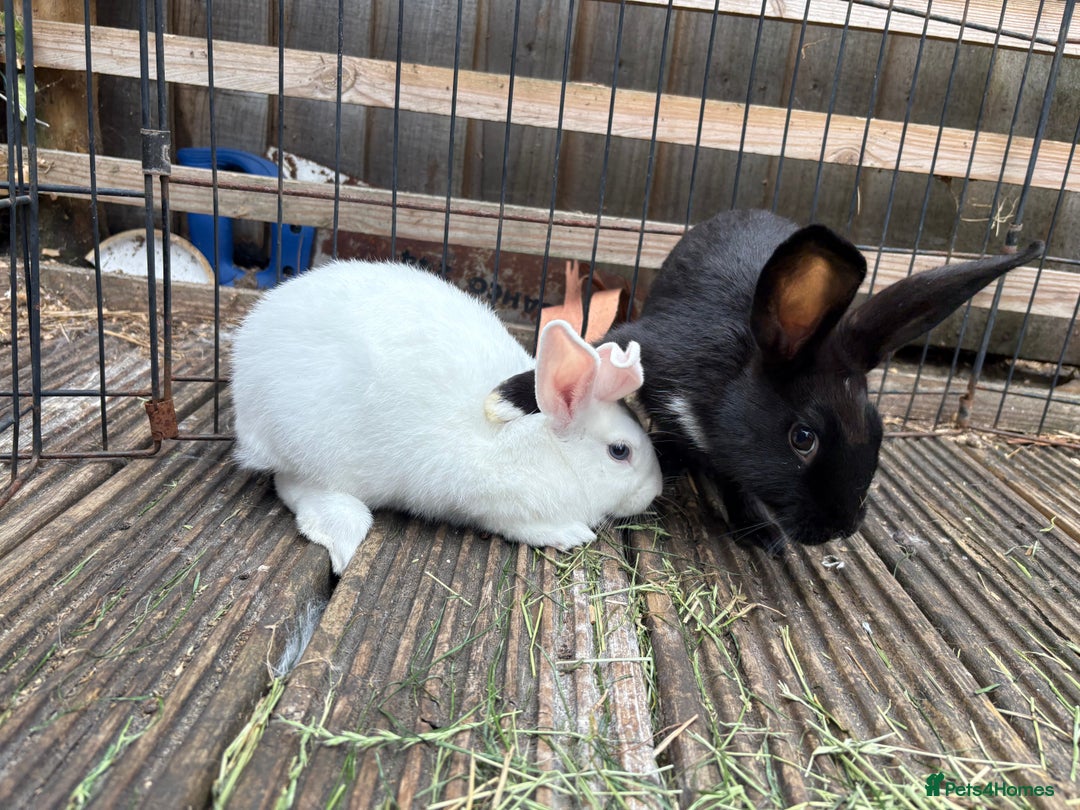 Mini Lop rabbits for sale: 2 beautiful mix breed sisters  - Image 7