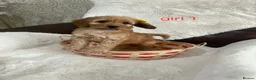 Cockapoo dogs for sale: cockapoos - Advert 11