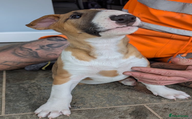 Bull Terrier dogs - Advert 1