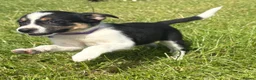 Mixed Breed dogs for sale: Lovely Border Collie x Australian Kelpie Pups   in Llanrwst - Advert 1