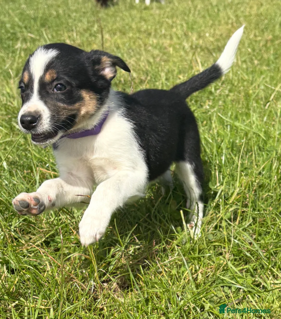 Mixed Breed dogs for sale: Lovely Border Collie x Australian Kelpie Pups   in Llanrwst - Advert 1