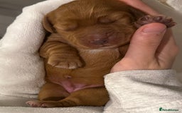 Cocker Spaniel dogs for sale: Outstanding simbawood line cocker spaniels  - Image 1