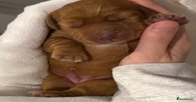 Cocker Spaniel dogs - Advert 12