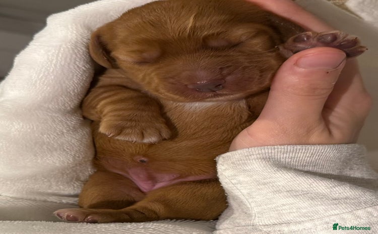 Cocker Spaniel dogs - Advert 1