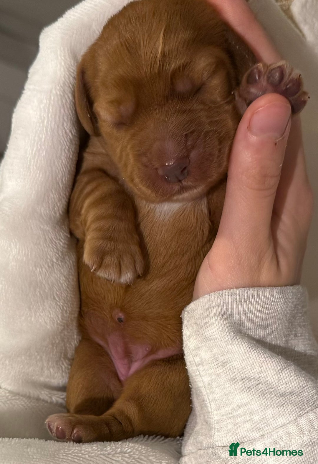 Cocker Spaniel dogs for sale: Outstanding simbawood line cocker spaniels  - Image 1