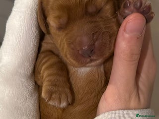 Cocker Spaniel dogs - Advert 6