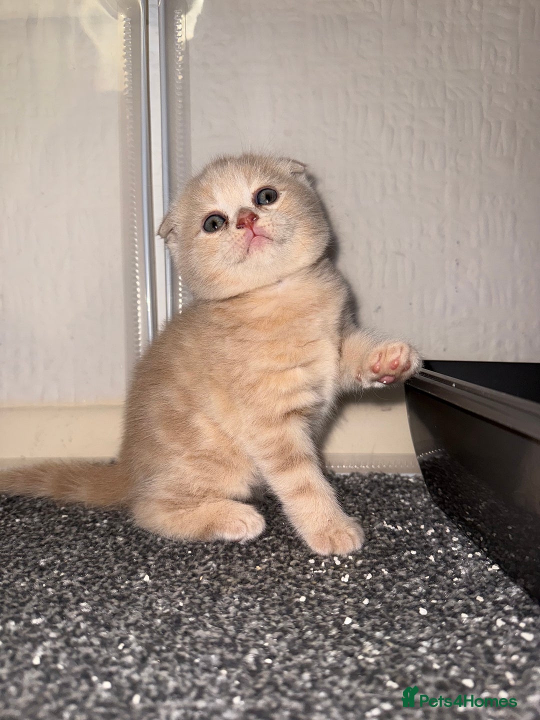 Scottish Fold cats for sale: 3 Adorable Scottish Fold Kittens🩷💙🩷 - Image 2