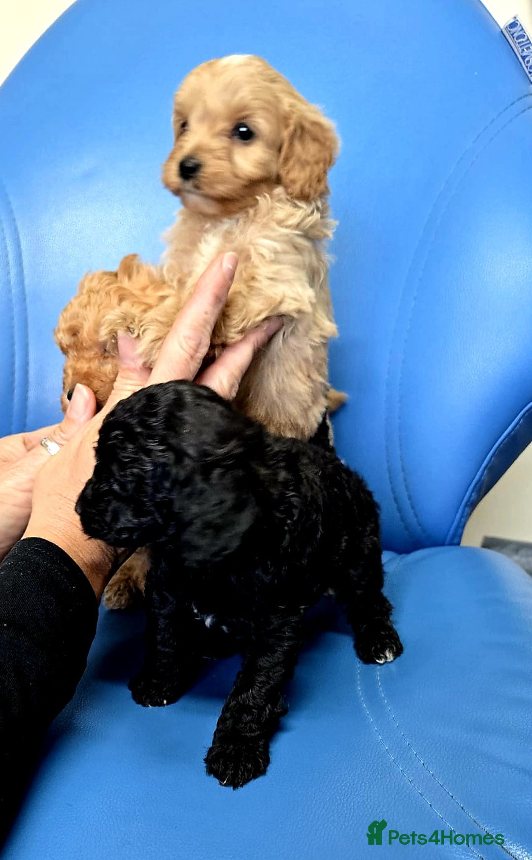 Cavapoo dogs for sale: 6 beautiful cavapoo puppies - Advert 7