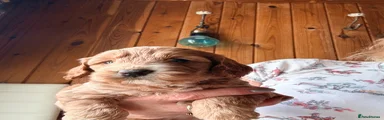 Cockapoo 6