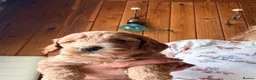 Cockapoo dogs for sale: F1 cockapoo - Advert 7