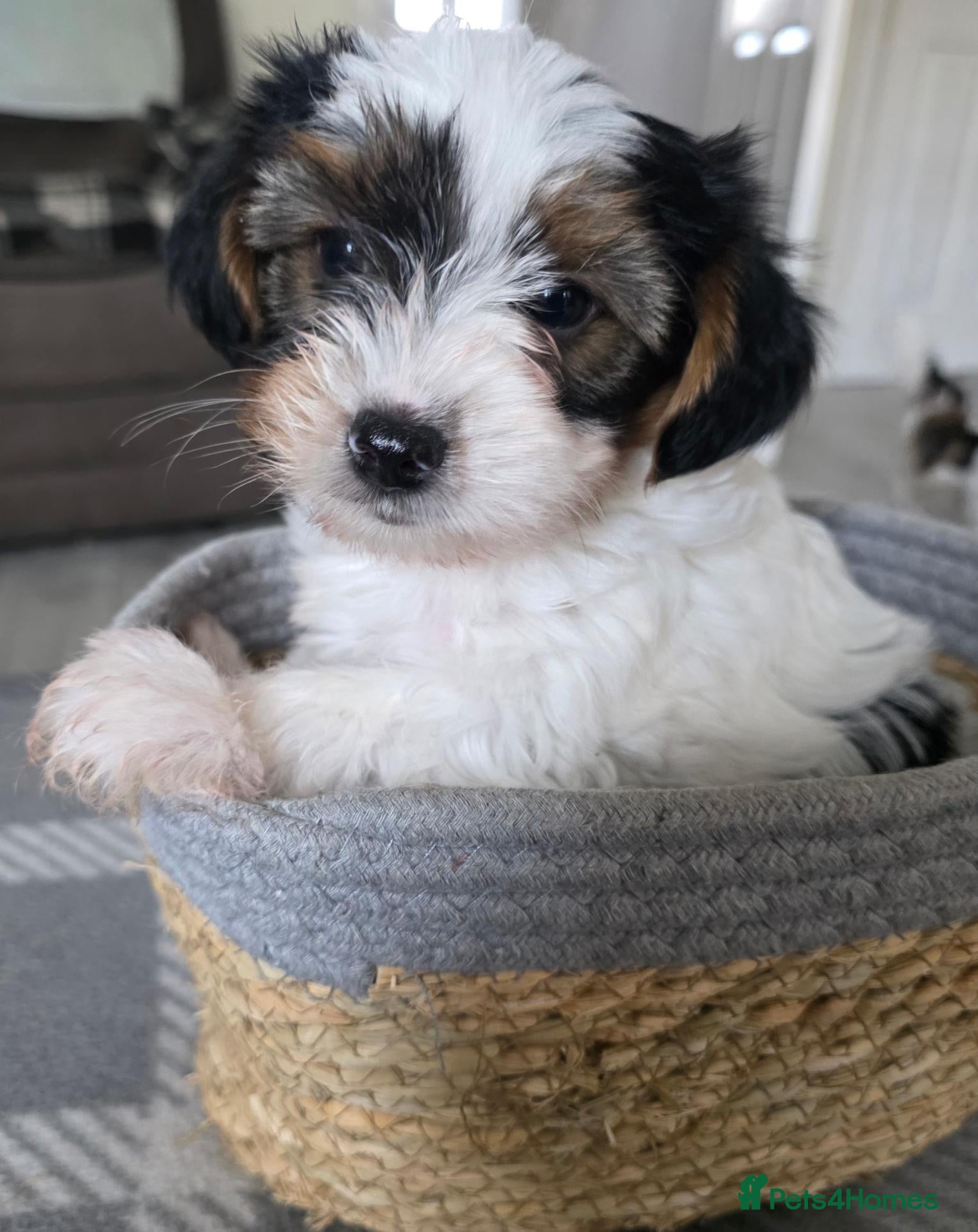 Biewer Terrier dogs Pure bred Biewer Terrier  - Advert 5
