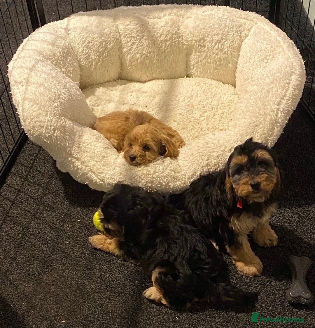 Cockapoo dogs for sale: ADORABLE COCKAPOO PUPPIES  - Advert 17