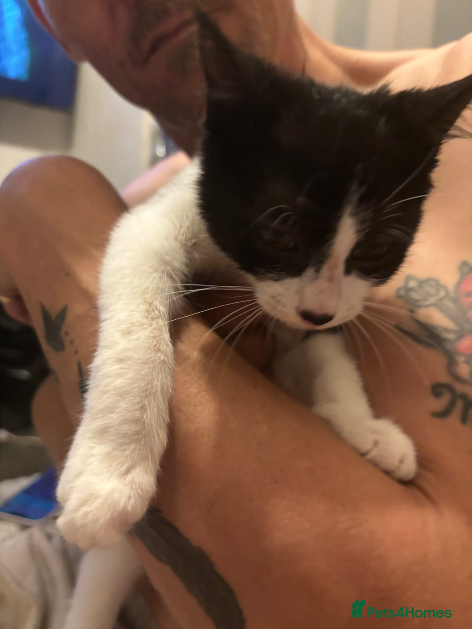 Mixed Breed cats for sale: Black and white kitten £30  - Advert 3