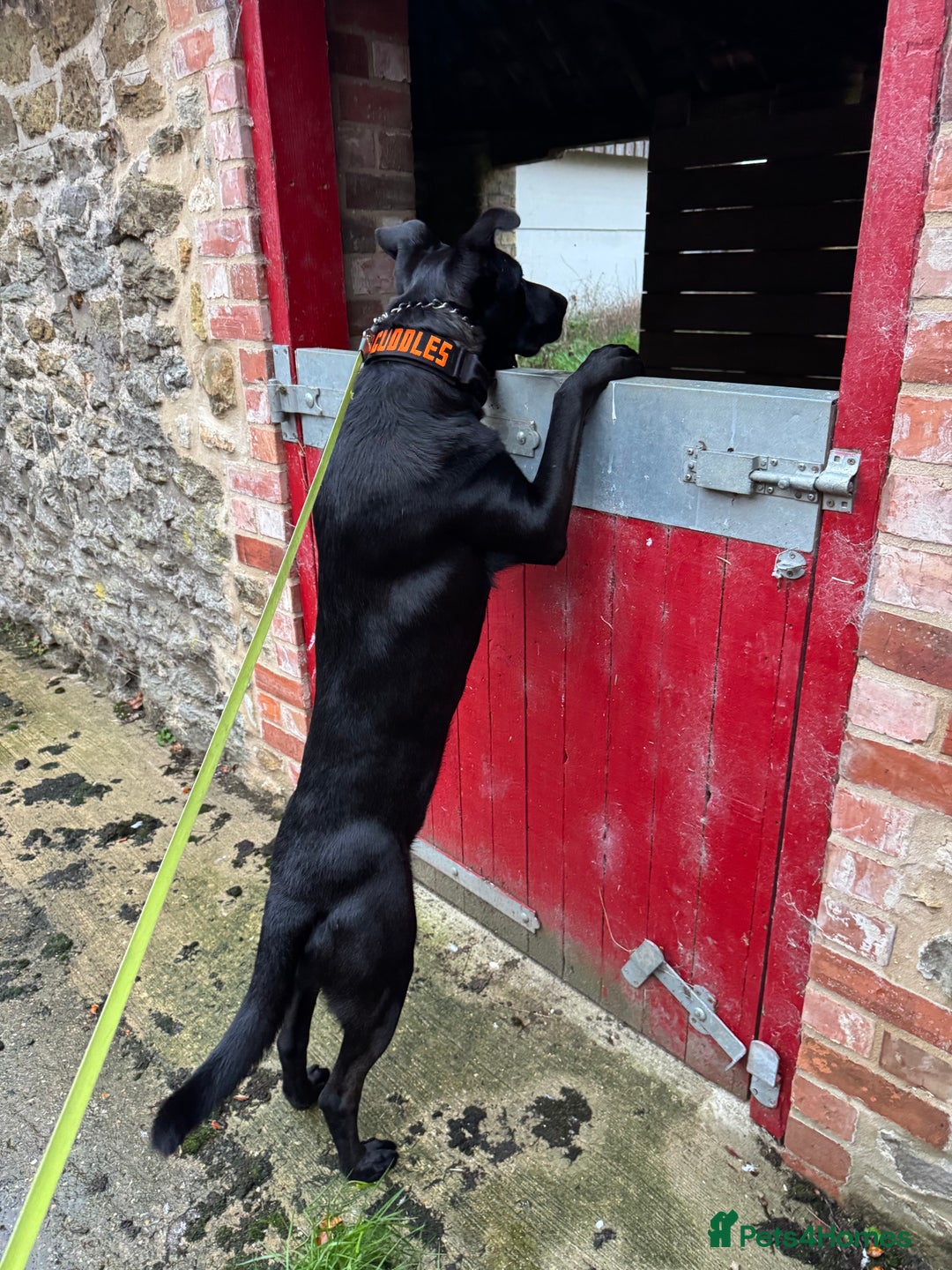 Mixed Breed dogs for sale: Madjeska Shepard for sale  - Advert 5