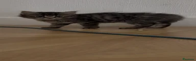 Mixed Breed 3