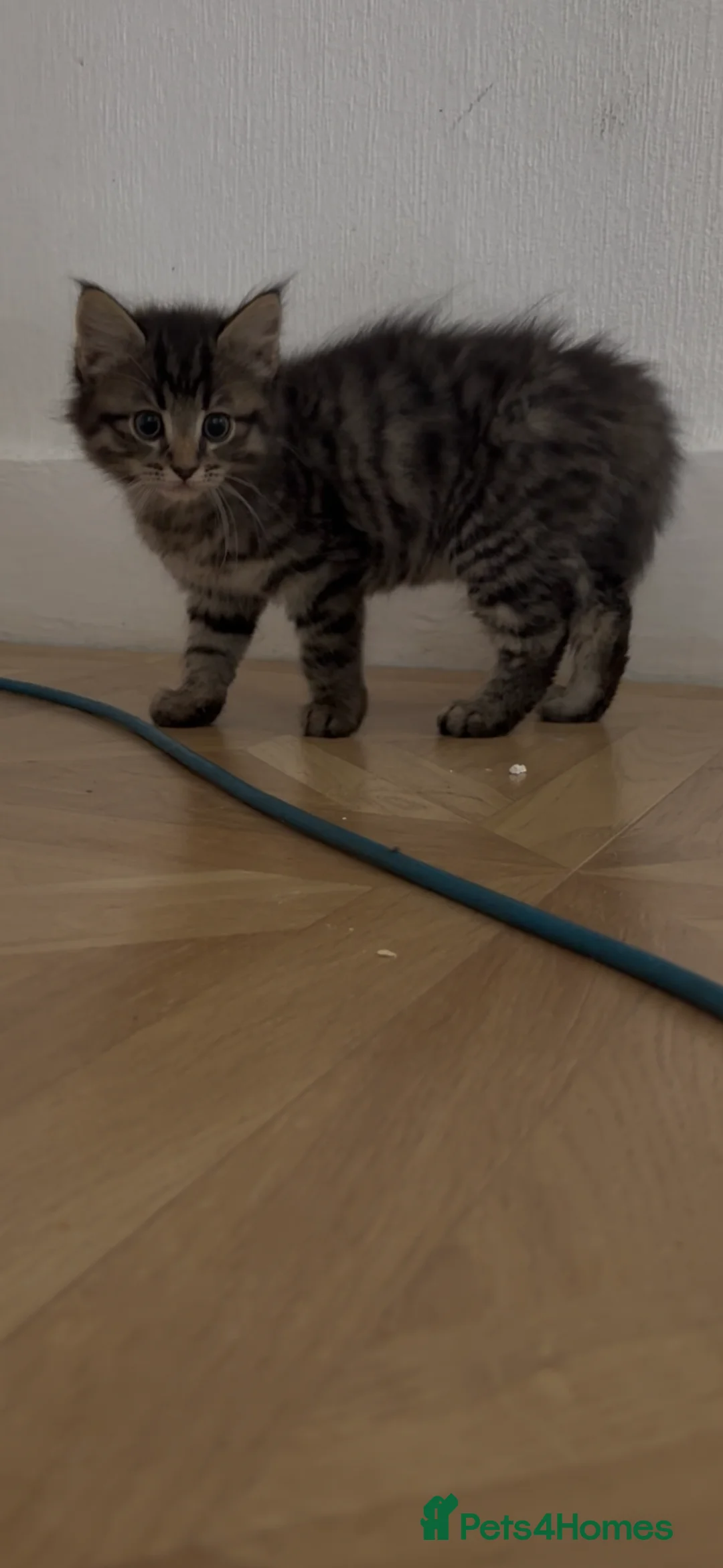 Mixed Breed cats for sale: Mix breed ragdoll kittens  in Romford - Advert 2