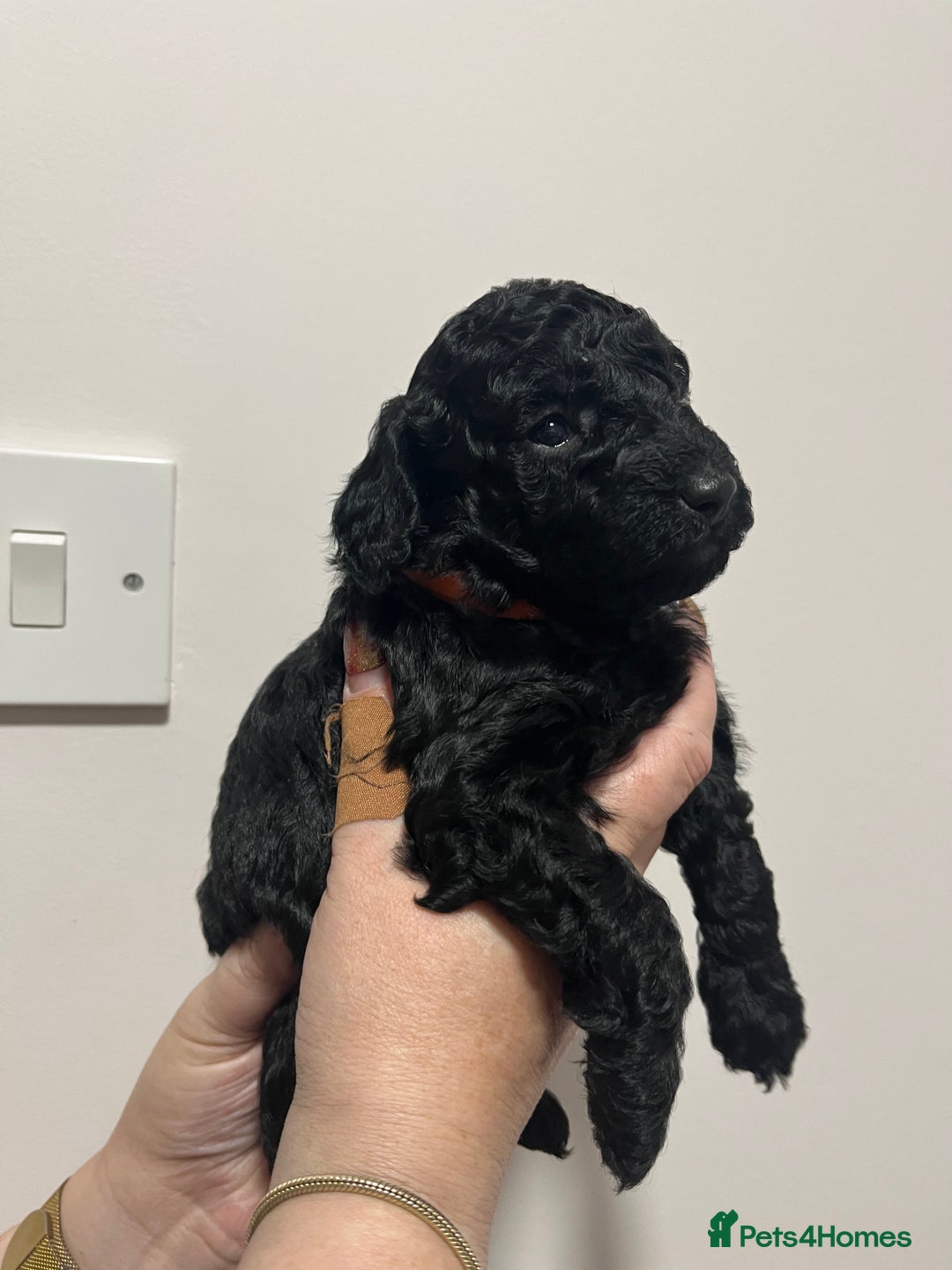 Cockapoo dogs for sale: Gorgeous toy cockapoo puppies  - Advert 9