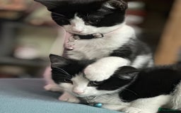 Mixed Breed cats for sale: Beautiful tuxedo kittens  - Image 20