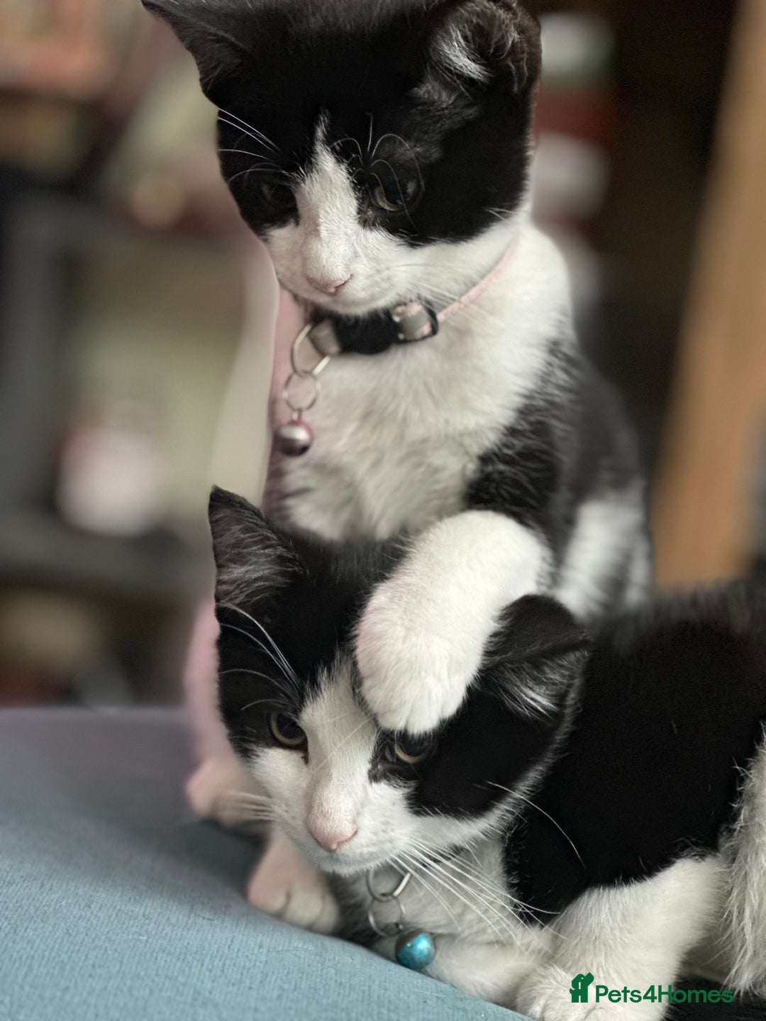 Mixed Breed cats for sale: Beautiful tuxedo kittens  - Image 20