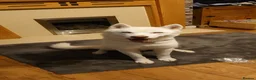 Siberian Husky dogs for sale: 7 YO Ghost  - Advert 4
