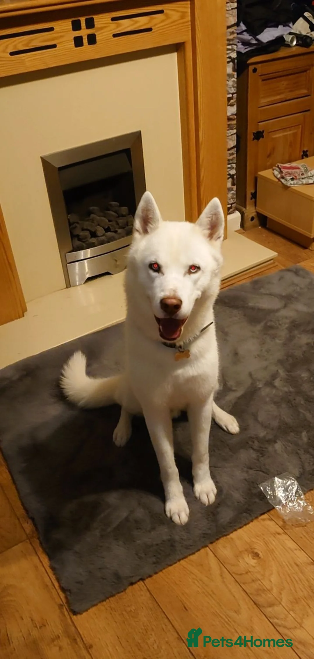 Siberian Husky dogs for sale: 7 YO Ghost  - Advert 4