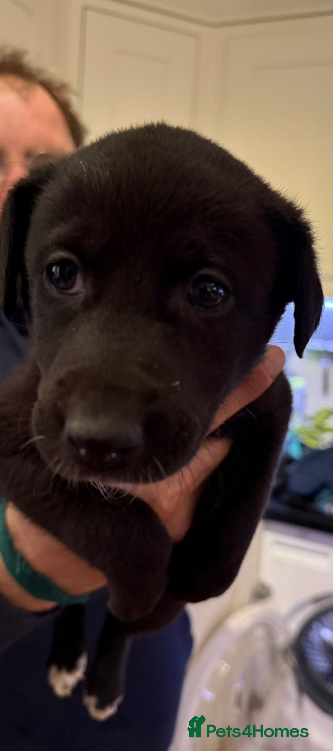 Lurcher dogs for sale: Bedlington lurcher puppies - Advert 5