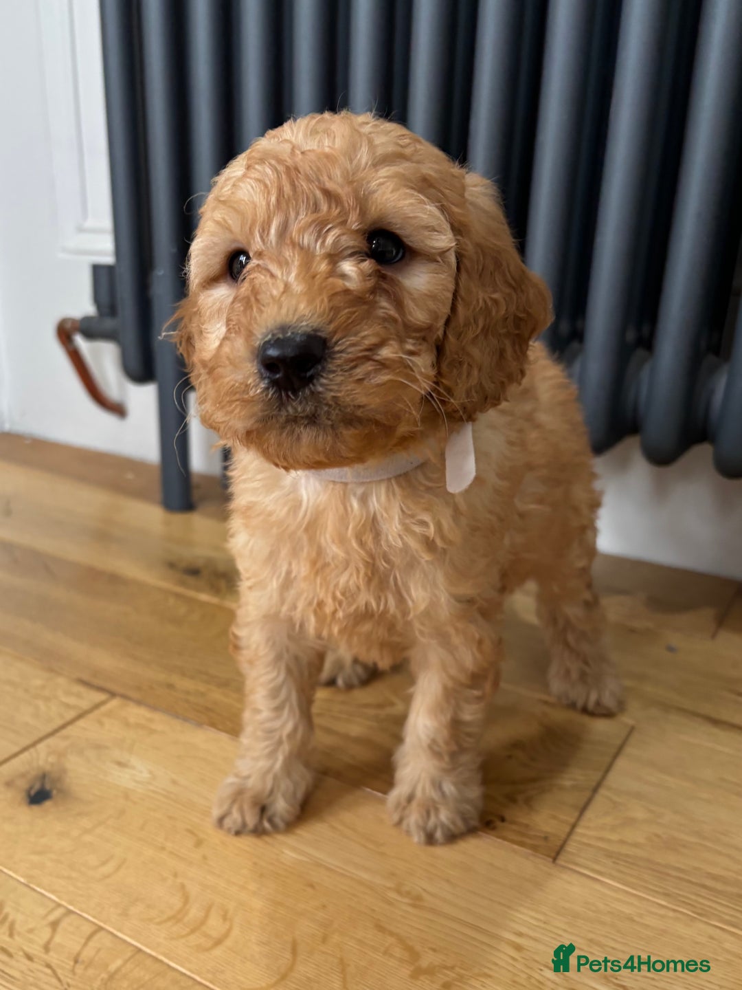 Labradoodle dogs for sale: ⭐️ Stunning F1b Labradoodle Puppies KC Parents ⭐️ - Image 7