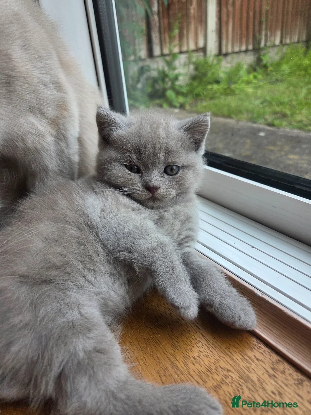 British Shorthair cats for sale: Kittens lilac and blue boys, shorthair, longhair  - Advert 2