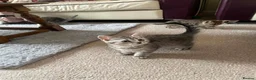 British Shorthair cats for sale: British Blue Shorthair Silver Tabby kittens - Advert 11