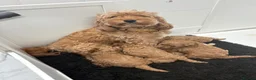 Cavapoo dogs for sale: TOY CAVAPOO GIRL. Health tested and training begun - Advert 22