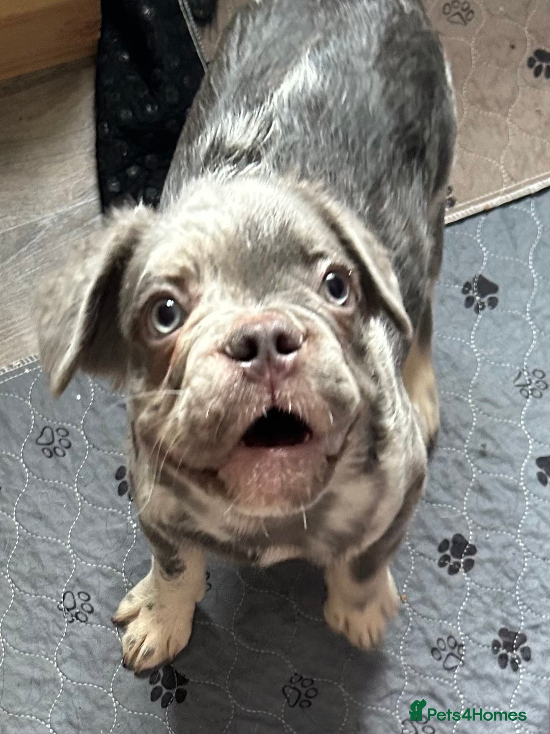 French Bulldog dogs for sale: x2 boys🔥🐾Ready Now🔥🐾Fluffy French bulldogs🔥🐾 in Rotherham - Image 24