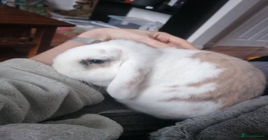 Mini Lop rabbits - Advert 4