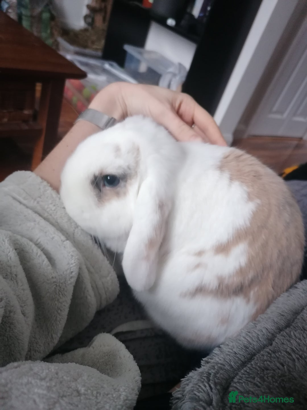 Mini Lop rabbits for sale: Very Friendly Mini Lops, perfect family pet - Image 3