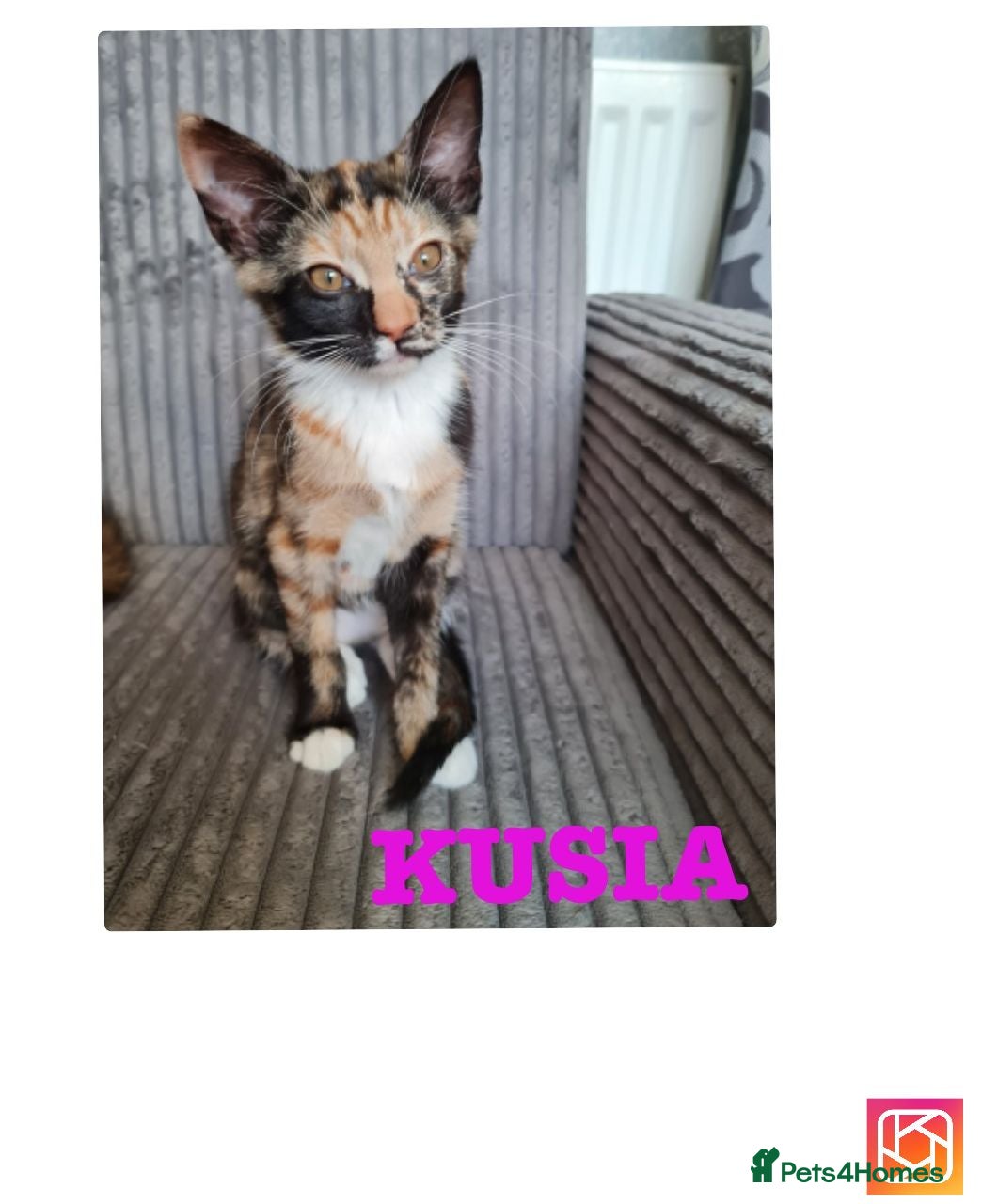 Mixed Breed cats Cute kittens🐈🐈‍⬛ - Advert 1