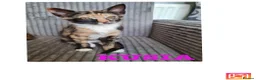 Mixed Breed cats for sale: Cute kittens🐈🐈‍⬛ - Advert 1
