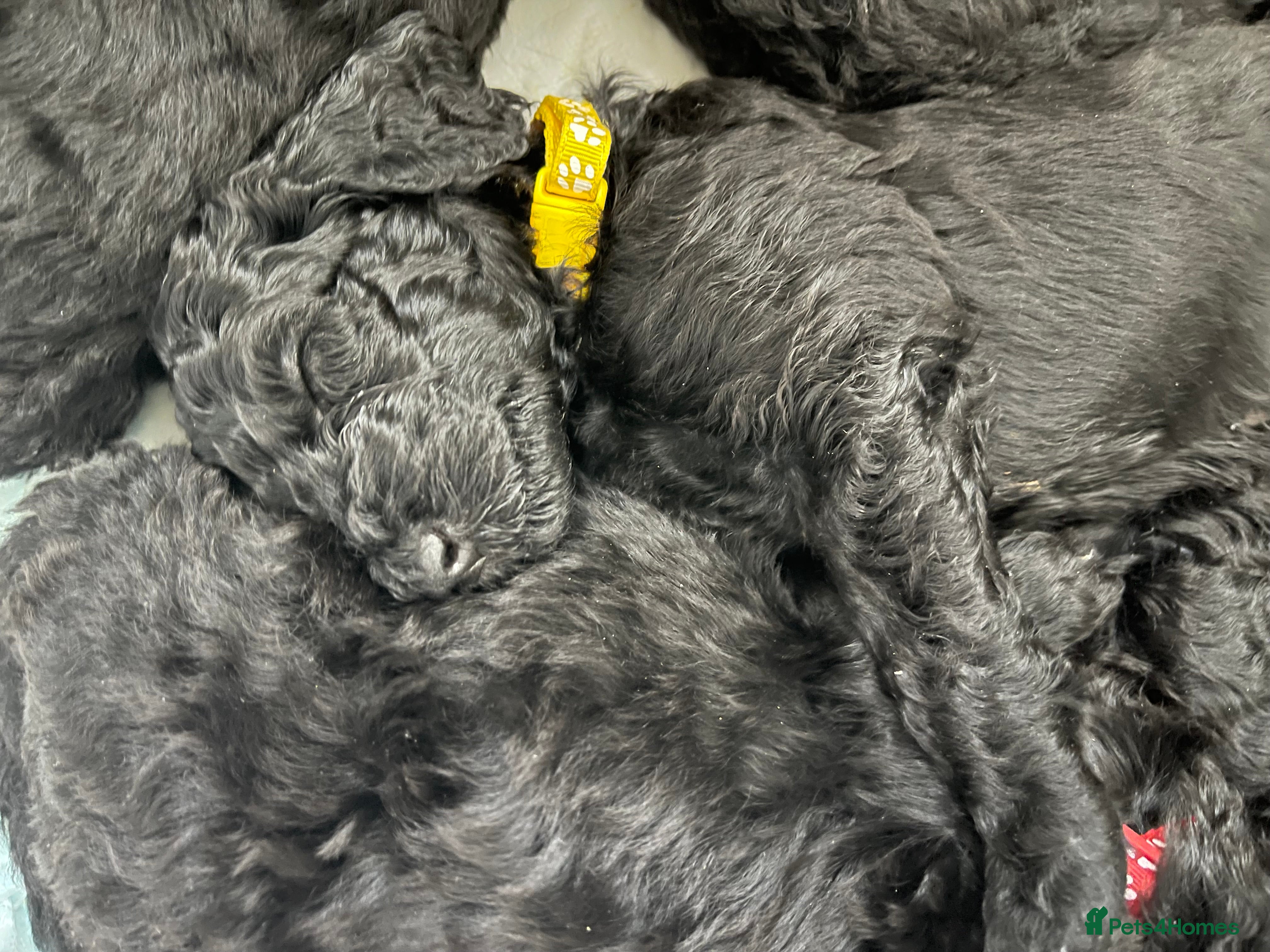Standard Poodle dogs Paddington Poodle Puppies  - Advert 2