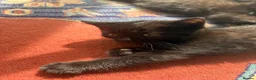 Mixed Breed cats for sale: Two girl kittens ready for new home in Worcester Park - Advert 7