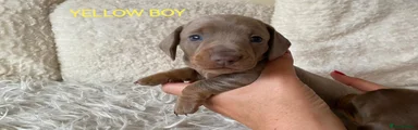 Dachshund Puppy 4