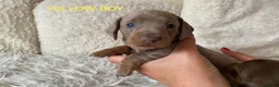 Dachshund dogs for sale: KC miniature smooth haired DNA tested dachshunds  - Advert 31