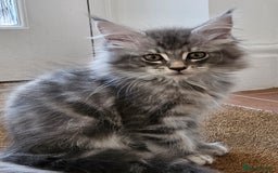 Maine Coon cats for sale: XL Maine Coon kittens - Image 12
