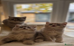 Scottish Fold cats for sale: Pedigree Scottish fold and straight kittens - Image 5