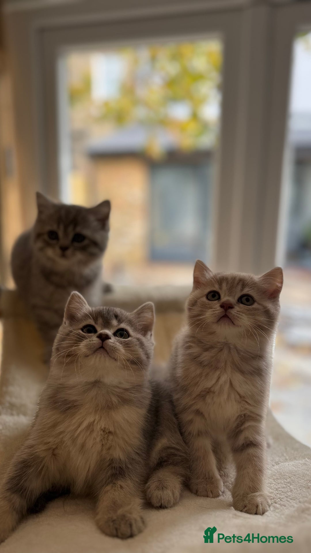 Scottish Fold cats for sale: Pedigree Scottish fold and straight kittens - Image 5