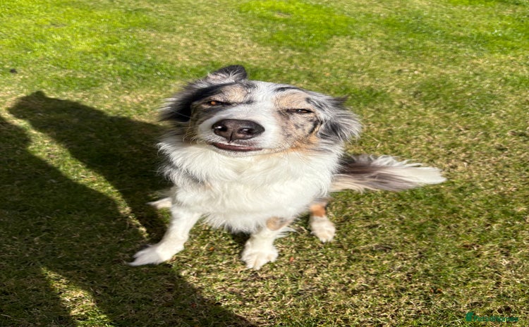 Border Collie dogs - Advert 12