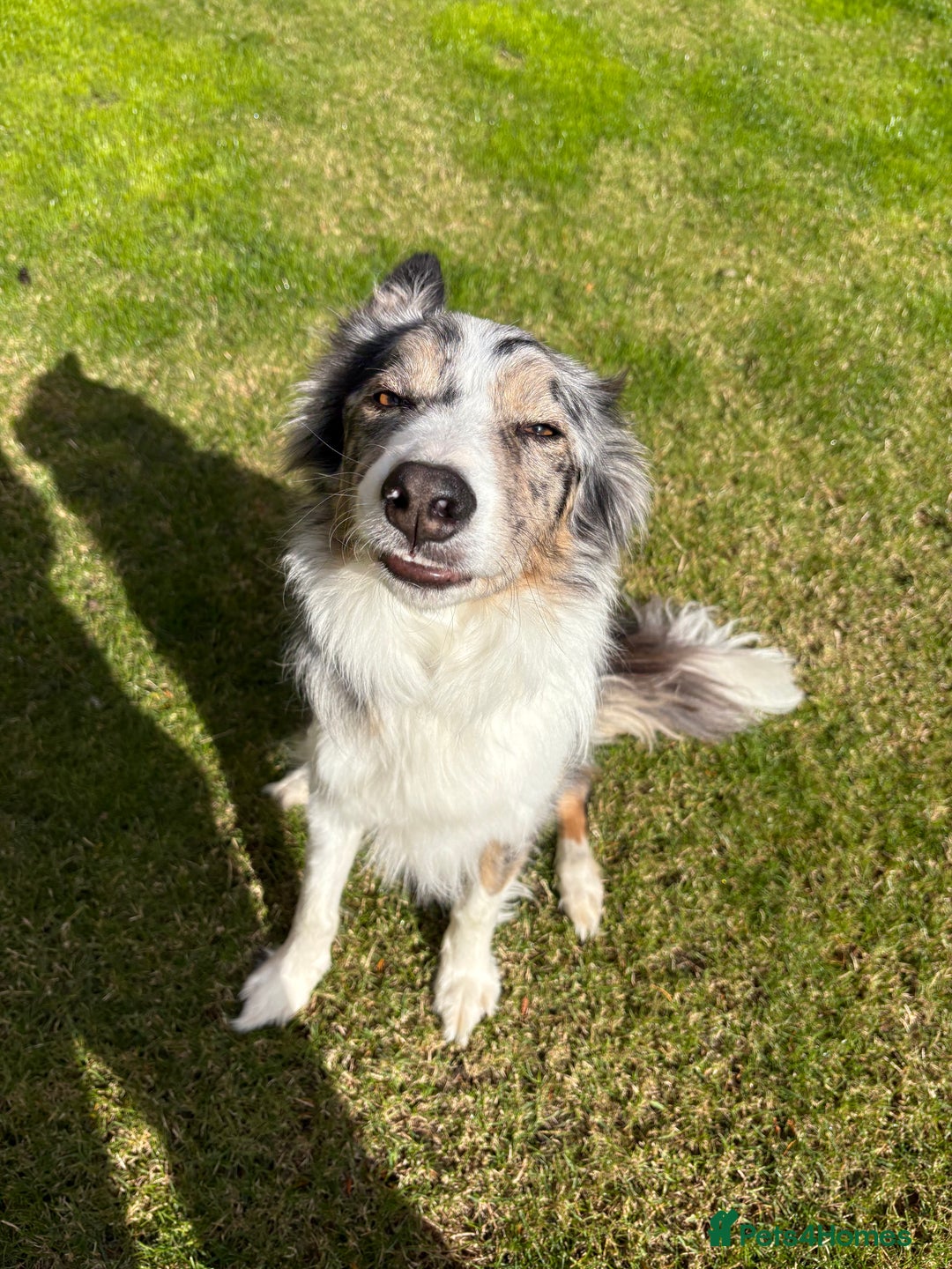 Border Collie dogs for sale: Male Blue Merle Border Collie.  - Image 1