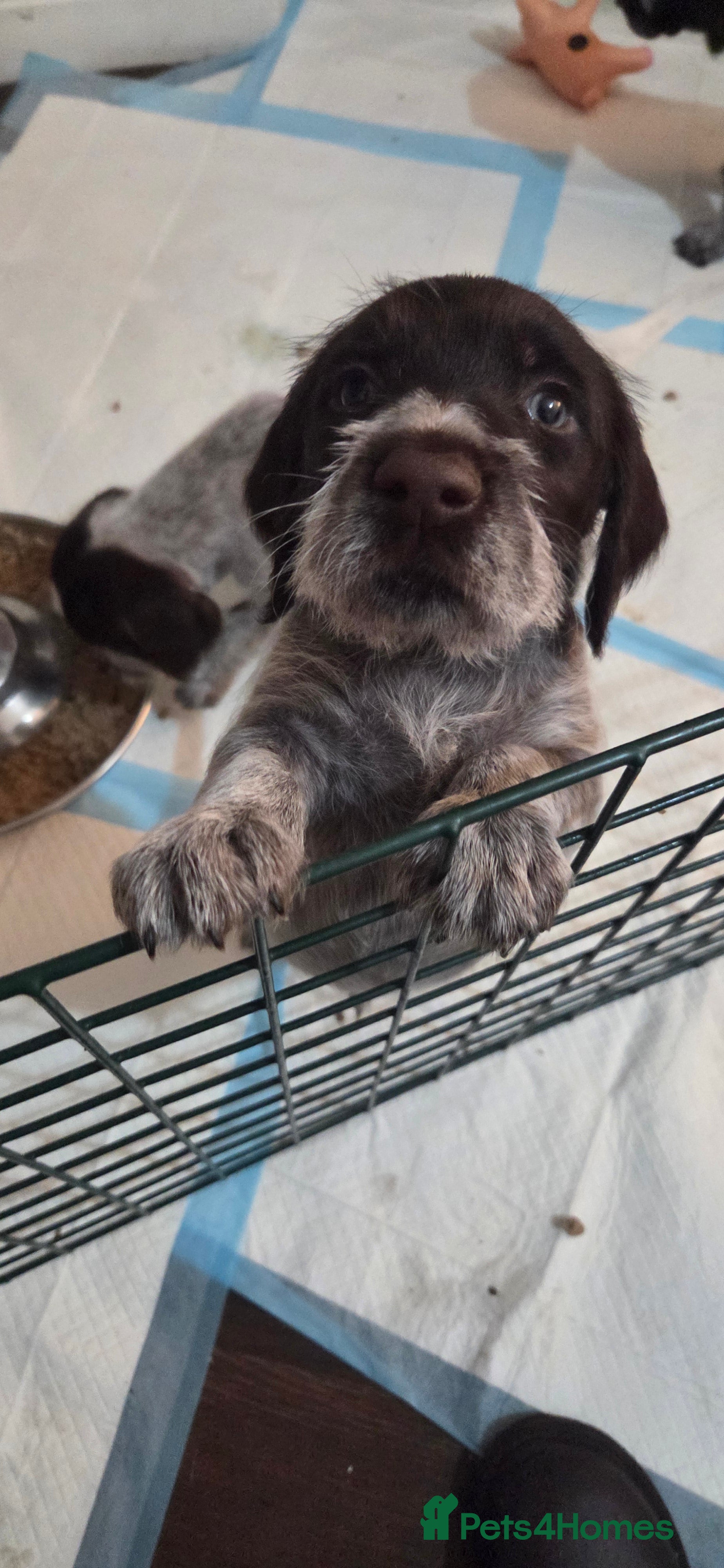 German Wirehaired Pointer dogs German Pointer GWP Puppies not GSP - Advert 11