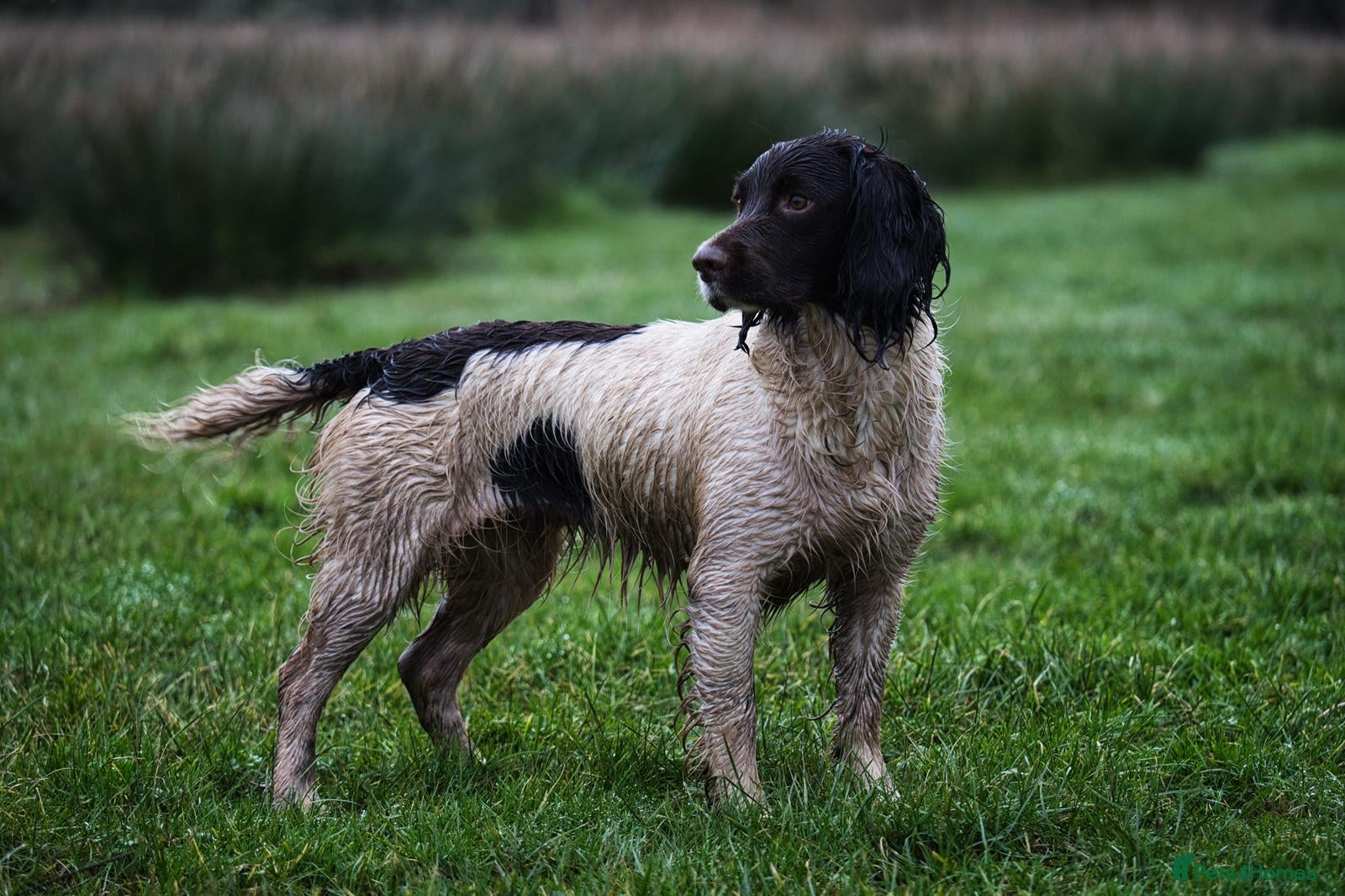 English Springer Spaniel dogs Working English Springer Spaniel Pups - Advert 1