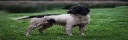 English Springer Spaniel dogs for sale: Working English Springer Spaniel Pups - Advert 2