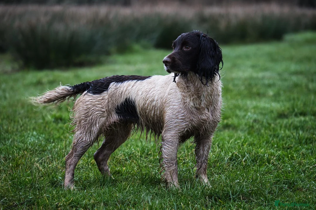 English Springer Spaniel dogs for sale: Working English Springer Spaniel Pups - Advert 2