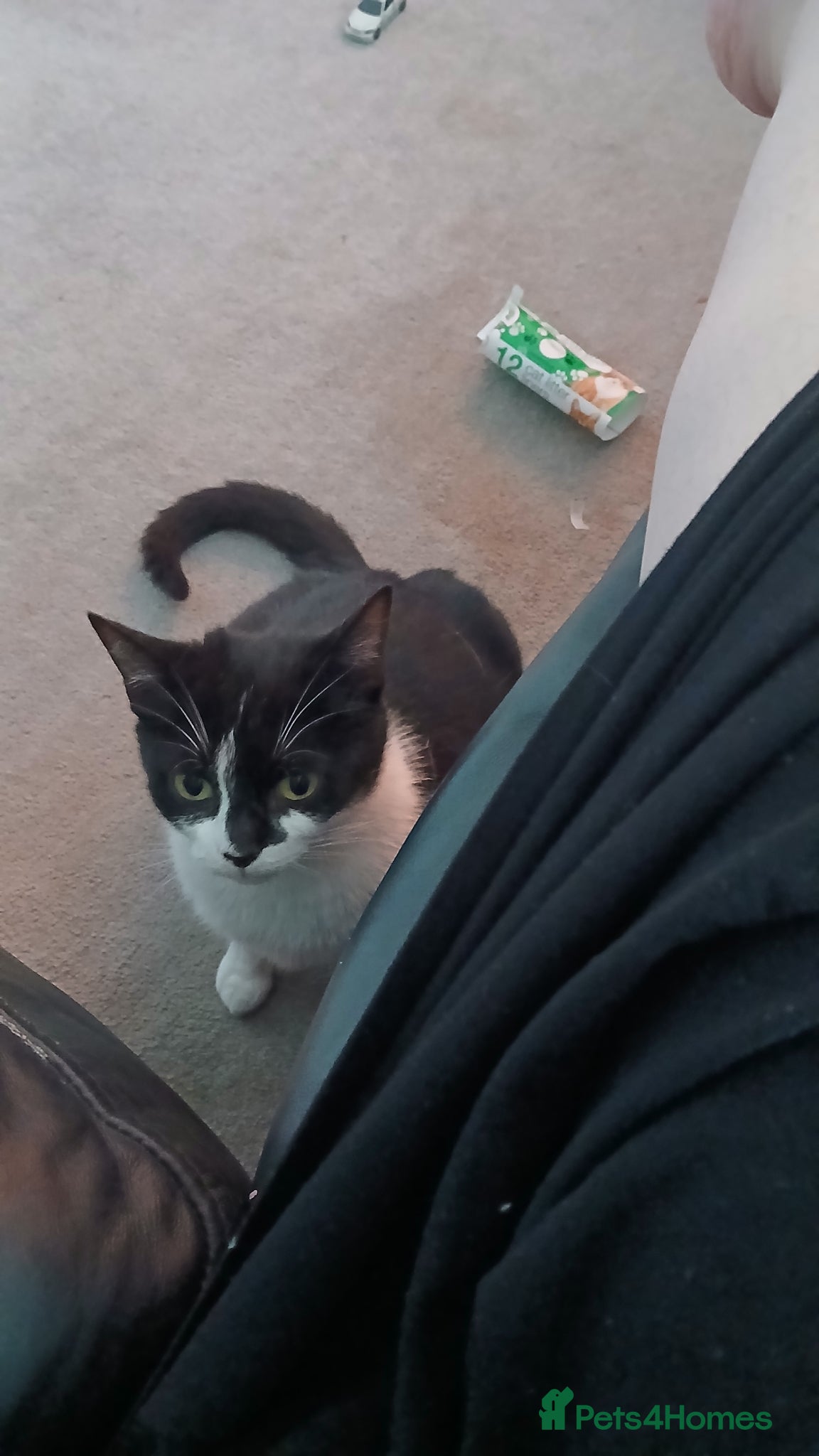 Mixed Breed cats Male Kitten - Advert 6