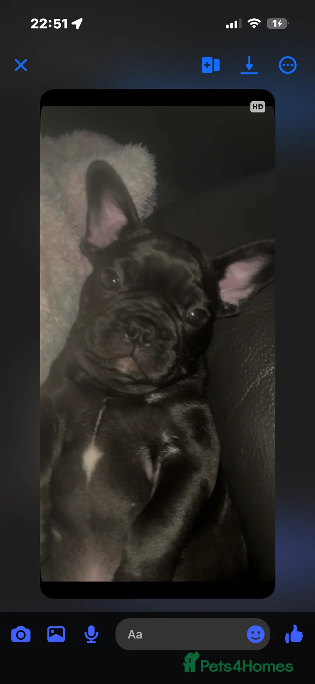 French Bulldog dogs for sale: Frenchie boy  in Bathgate - Advert 1